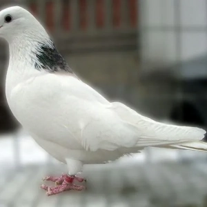 Top-5 z najbardziej niezwykłych gołębi białego koloru